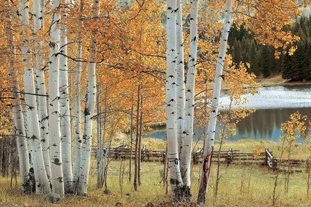 Birch Beauty by Mike Jones art print