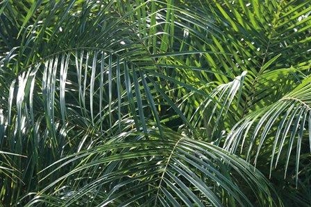 Tropical Fronds by Wild Apple Portfolio art print