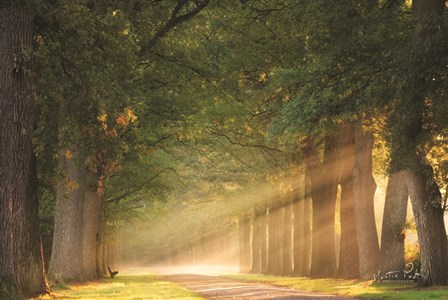 Perfect Place to Sit by Martin Podt art print