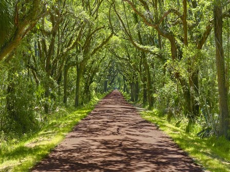 Country Road Photo IV by James McLoughlin art print