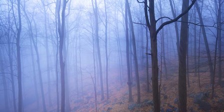 Harriman Woods VI by James McLoughlin art print