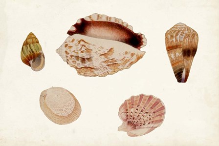 Antique Shell Anthology VI by Vision Studio art print