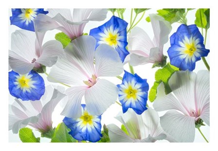 Hybiscus and Blue Ensign flower by Dennis Frates art print