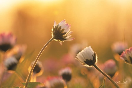 Daisies by Martin Podt art print