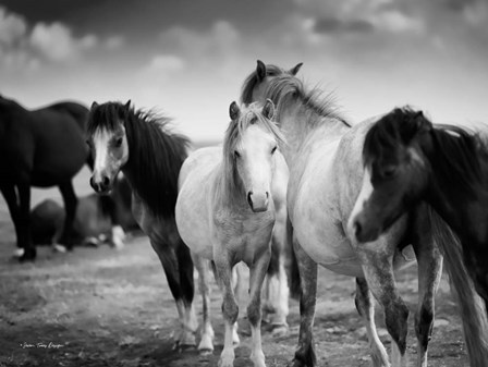 Black &amp; White Horses by Seven Trees Design art print