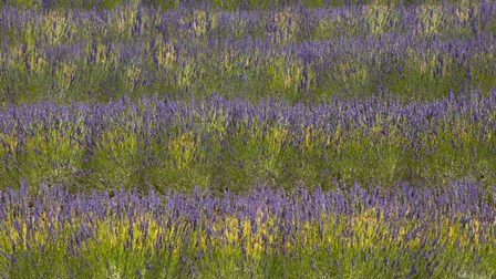 Field of Purple by Sossi Madzounian art print