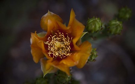 Close Up of Orange Flower by Sossi Madzounian art print