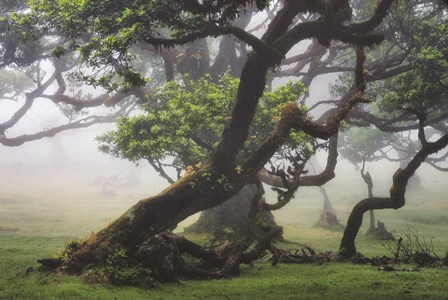 Bent But Not Broken by Martin Podt art print