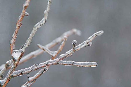 Glistening Branches II by Felicity Bradley art print