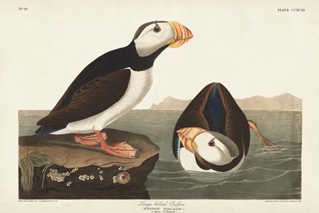 Pl 293 Large-billed Puffin by John James Audubon art print