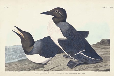 Pl 218 Foolish Guillemot by John James Audubon art print