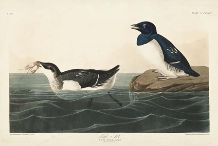 Pl 339 Little Auk by John James Audubon art print