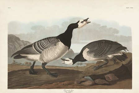 Pl 296 Barnacle Goose by John James Audubon art print