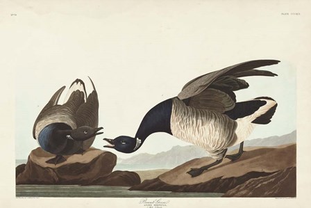 Pl 391 Brant Goose by John James Audubon art print