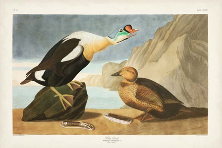 Pl 276 King Duck by John James Audubon art print