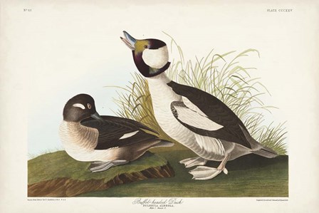 Pl 325 Buffel-headed Duck by John James Audubon art print