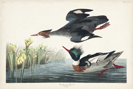 Pl 401 Red-breasted Merganser Duck by John James Audubon art print