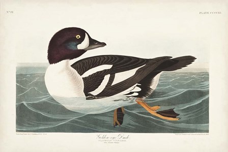 Pl 403 Golden-eye Duck by John James Audubon art print