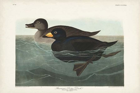 Pl 408 American Scoter Duck by John James Audubon art print