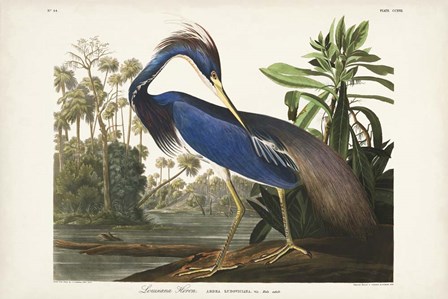 Pl 217 Louisiana Heron by John James Audubon art print