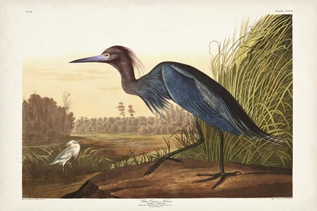 Pl 307 Blue Crane or Heron by John James Audubon art print