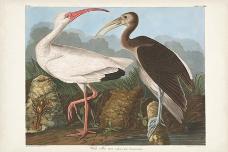 Pl 222 White Ibis by John James Audubon art print