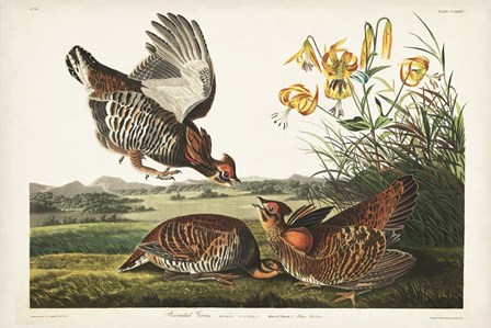 PL 186 Pinnated Grouse by John James Audubon art print