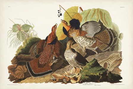 Pl 41 Ruffed Grouse by John James Audubon art print