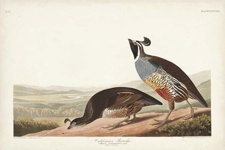 Pl 413 Californian Partridge by John James Audubon art print