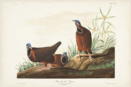 Pl 172 Blue-headed Pigeon by John James Audubon art print