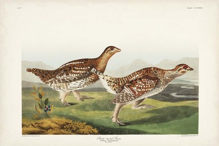 Pl 382 Sharp-tailed Grouse by John James Audubon art print