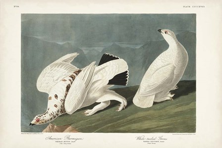 Pl 418 American Ptarmigan by John James Audubon art print