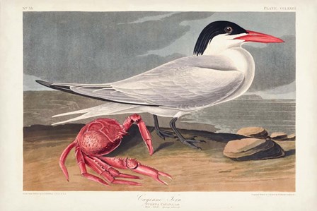 Pl 273 Cyenne Tern by John James Audubon art print