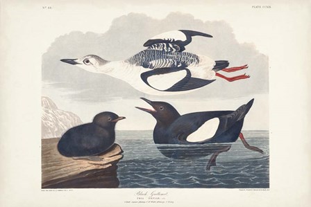 Pl 219 Black Gillemot by John James Audubon art print