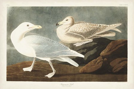 Pl 396 Burgomaster Gull by John James Audubon art print