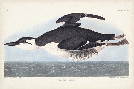Pl 245 Uria Brunnichi by John James Audubon art print