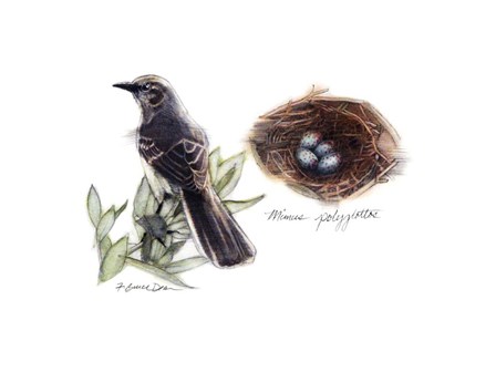 Bird &amp; Nest Study I by Bruce Dean art print
