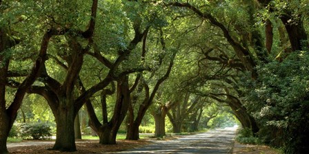 Canopy Road Panorama II by James McLoughlin art print