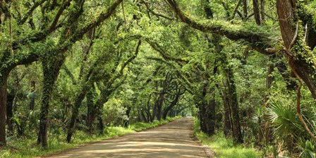 Canopy Road Panorama III by James McLoughlin art print