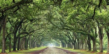 Canopy Road Panorama VI by James McLoughlin art print