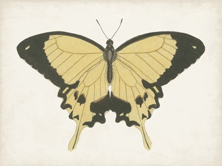 Beautiful Butterfly I by Vision Studio art print