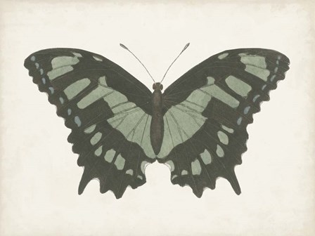 Beautiful Butterfly II by Vision Studio art print