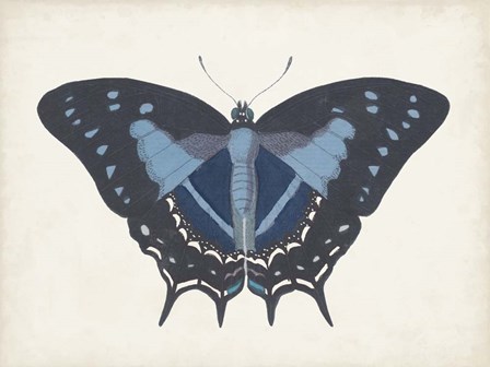 Beautiful Butterfly III by Vision Studio art print