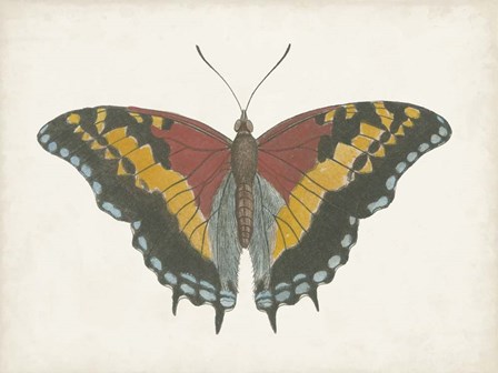 Beautiful Butterfly IV by Vision Studio art print