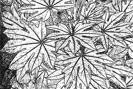 Botanical BW II by Ramona Murdock art print