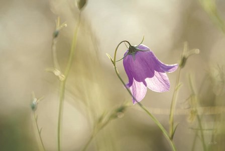 Morning Light by Martin Podt art print