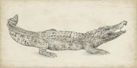 Crocodile Sketch by Ethan Harper art print