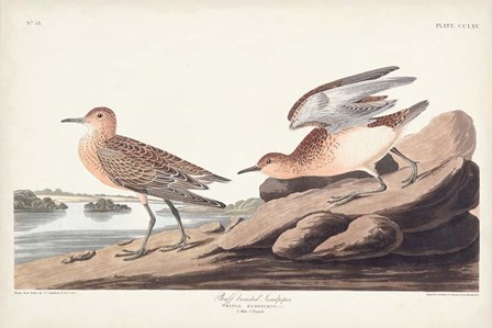 Pl. 265 Buff-breasted Sandpiper by John James Audubon art print