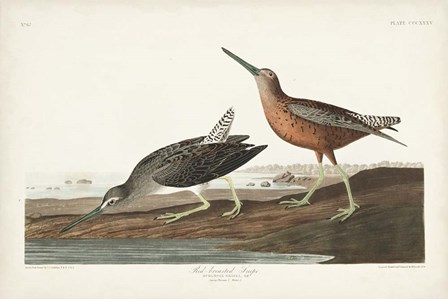 Pl. 335 Red-breasted Snipe by John James Audubon art print