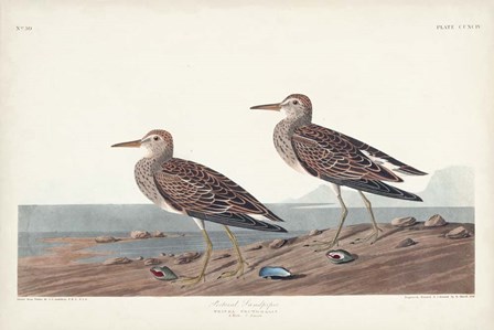 Pl. 294 Pectoral Sandpiper by John James Audubon art print